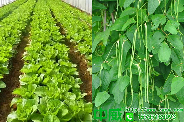 蔬菜水溶肥哪家好，大棚蔬菜怎么管理用肥才高產(chǎn)
