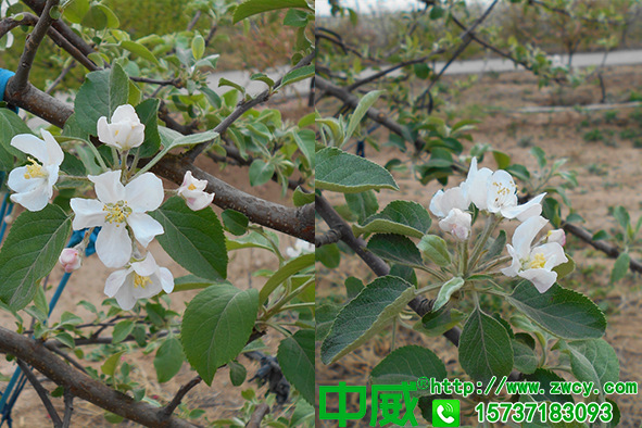 春天果樹(shù)怎么防凍不老秀果樹(shù)防凍營(yíng)養(yǎng)劑真不賴(lài)