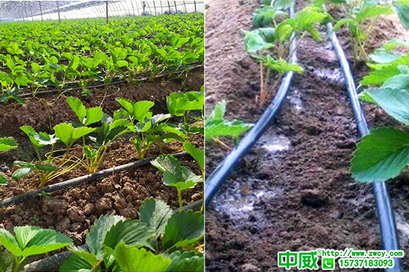 滴灌追肥有什么優(yōu)勢？水肥一體化用什么肥料好？