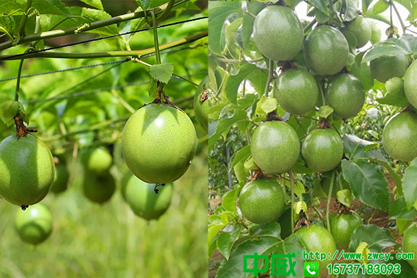 百香果怎么種植產(chǎn)量高？百香果用什么肥料坐果多？