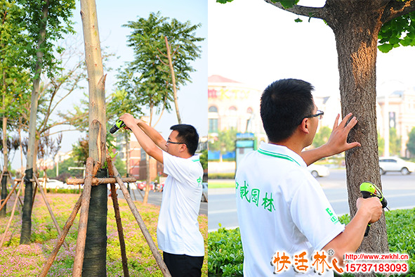 樹木遲遲不發(fā)芽怎么辦？給樹木打吊瓶可以治療嗎？