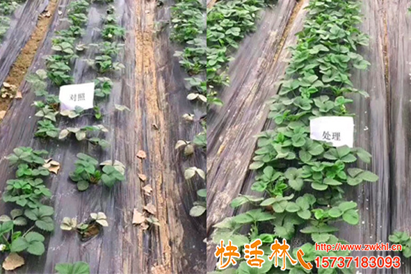 生根粉是什么對植物有害嗎，草莓壯苗為什么要用生根劑