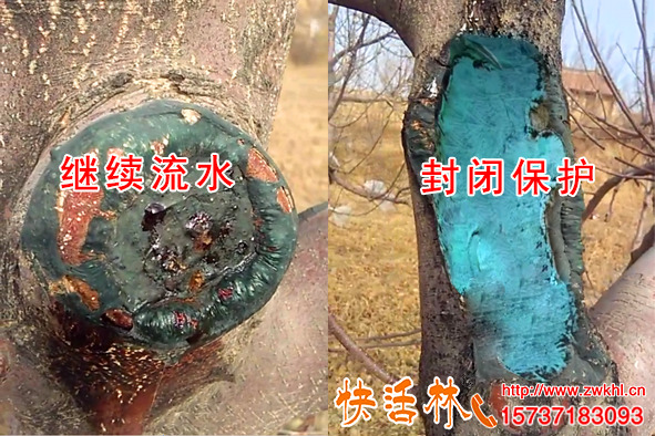 西安果樹愈合劑哪個牌子的好，蘋果樹腐爛病該怎么治療