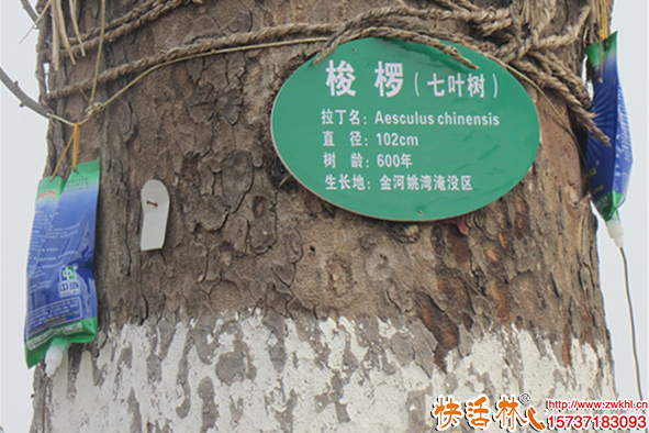 古樹怎么復(fù)壯養(yǎng)護(hù)？古樹營(yíng)養(yǎng)液怎么掛效果好？