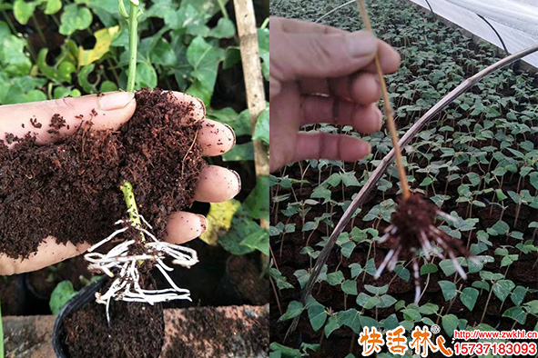山銀花怎么育苗成活率高？山銀花扦插育苗組織培育技術(shù)哪家強(qiáng)？