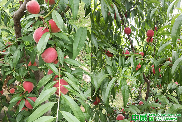桃樹肥料怎么補(bǔ)？怎么追肥樹勢好產(chǎn)量高？