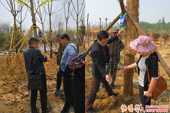 為什么大樹移植吊營養(yǎng)液？樹木吊針營養(yǎng)液哪個好？