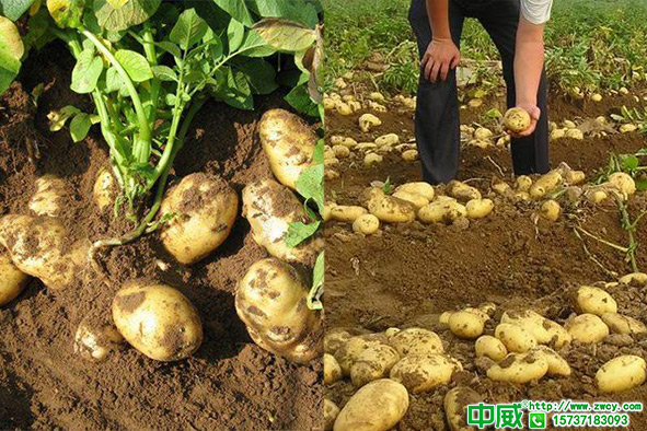 土豆怎么種高產(chǎn)？土豆用什么肥料怎么施肥產(chǎn)量高？