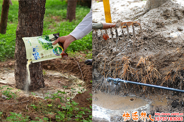 快活林生根粉實驗效果