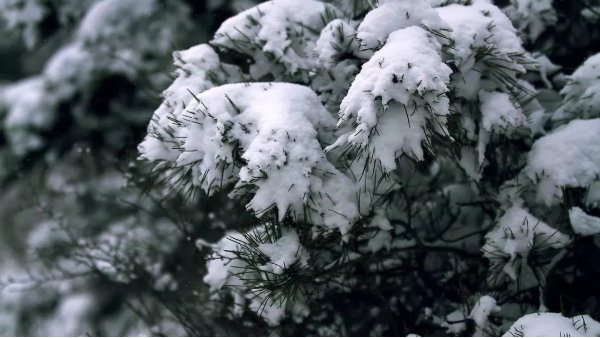 【快活林養(yǎng)護(hù)百科】雪松秋季栽植需要注意些什么？