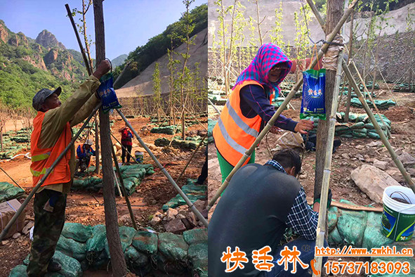 大樹營(yíng)養(yǎng)液在哪買？大樹移栽吊什么營(yíng)養(yǎng)液效果好？