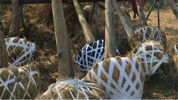 樹木移栽生根粉雖好，不注意這些損失慘重