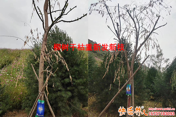 快活林養(yǎng)護(hù)柳樹干枯重新發(fā)新枝