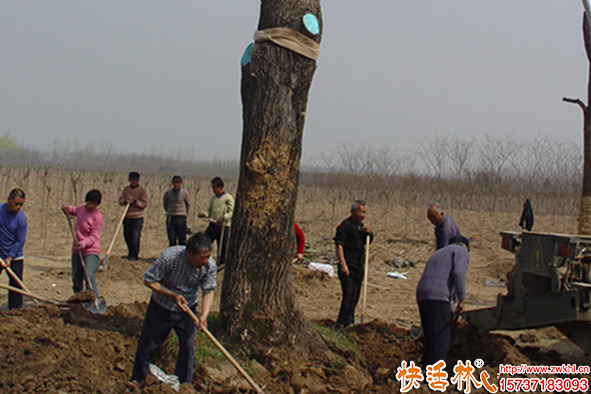 快活林大樹(shù)移栽