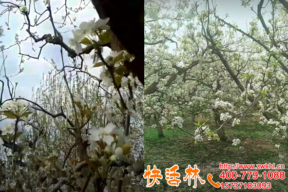 果樹防凍的方法有哪些，新疆楊經(jīng)理香梨花期保住了