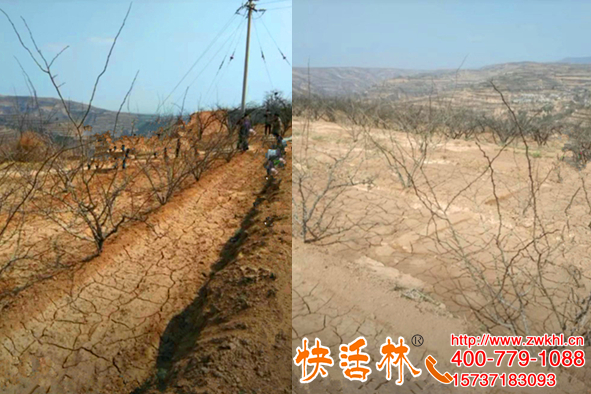 甘肅隴南花椒樹(shù)大雨導(dǎo)致根腐病快活林來(lái)治療