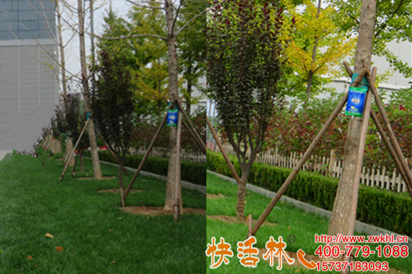 用快活林大樹輸液專用袋昆明雷經(jīng)理剩下大樹保住了