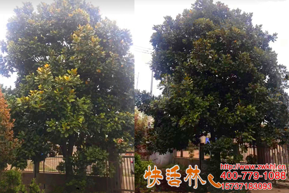 快活林大樹輸液袋起作用真快，青島姬經(jīng)理廣玉蘭才兩天就精神了
