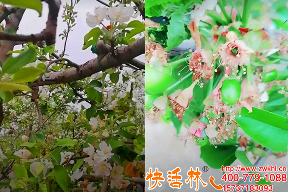 靈寶蘋果樹用快活林果樹防凍液預(yù)防凍春寒果樹防凍就這么簡(jiǎn)單