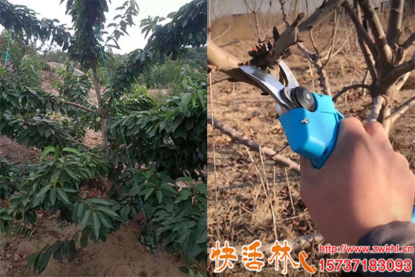 櫻桃樹什么時(shí)候修剪，修剪有什么注意事項(xiàng)，怎樣剪樹勢好