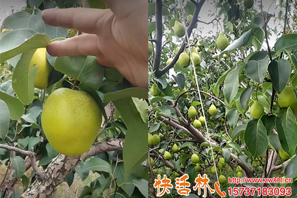 梨樹膨果增產掛快活林果樹營養(yǎng)液水溶肥葉面肥都比不了