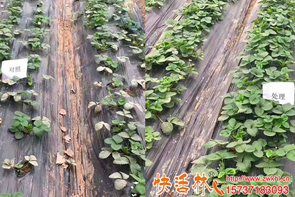 草莓移栽定根恢復澆快活林植物生根濟根得勁恢復快抗病防爛根