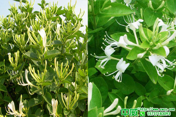 金銀花種植用什么肥料好？金銀花如何管理施肥產(chǎn)量高？