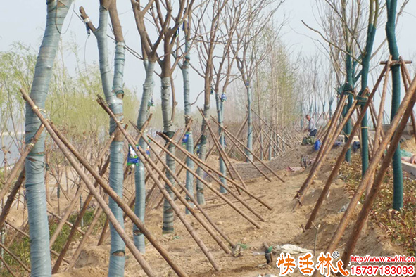 快活林吊針液使用效果