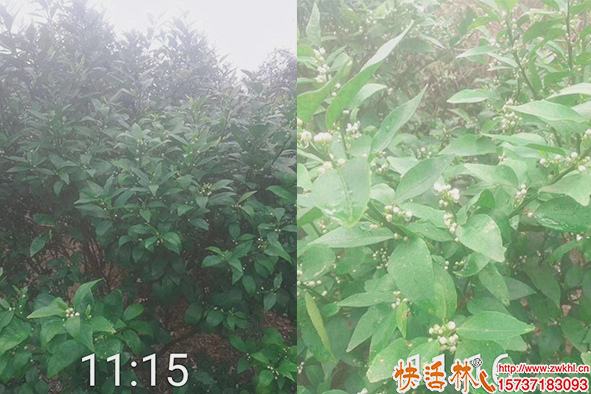 快活林柑橘防護(hù)效果