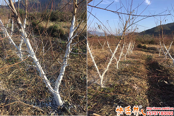 快活林涂白劑桃樹涂白