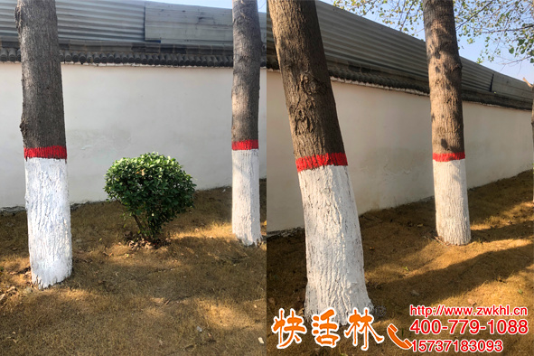 小區(qū)樹木涂白刷快活林附著力強耐遇水沖刷干了才變白真神奇
