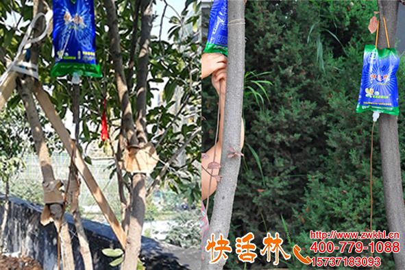 給樹掛上樹木輸液袋補(bǔ)充營養(yǎng)恢復(fù)長勢，樹木掉葉子還能這么救