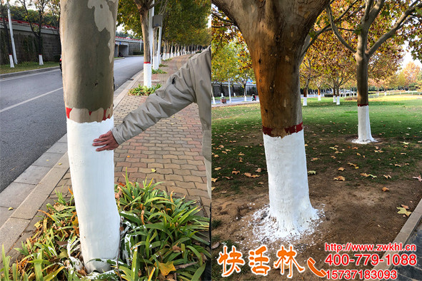 工程綠化涂白認準快活林樹干涂白劑噴施效率高美白更均勻