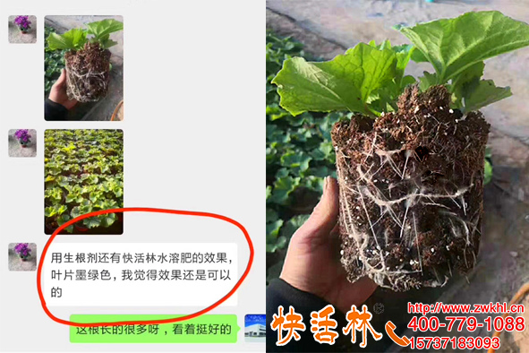 快活林植物生根濟(jì)根得勁澆灌瓜葉菊兩次植株健壯白根發(fā)達(dá)