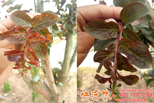 快活林廣譜殺菌劑乙蒜素搭配新姿治療紫薇穿孔病