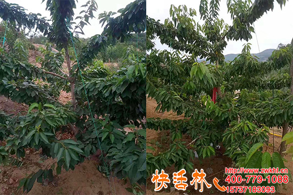 快活林果樹修剪技術(shù)指導(dǎo)，幫助果農(nóng)管理果園提高產(chǎn)量