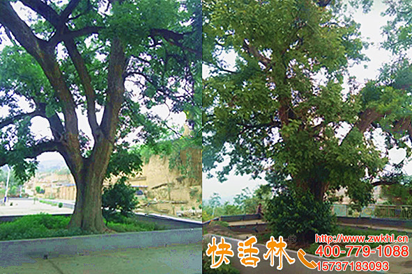 河北衡水古槐樹病蟲害，快活林古樹復(fù)壯營養(yǎng)液拯救