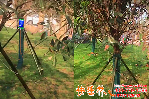 山東德州張經(jīng)理常年掛快活林大樹吊針液工程省心多了