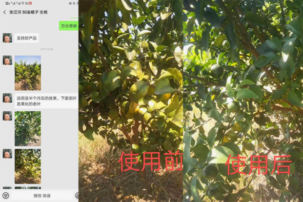 生根劑哪個(gè)牌子好，重慶孫經(jīng)理橙子樹不到半個(gè)月葉子就變綠