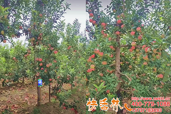 寧夏銀川紀經理蘋果樹掛快活林果樹營養(yǎng)液黃葉也一并解決了