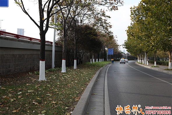 快活林涂白劑行道樹(shù)使用