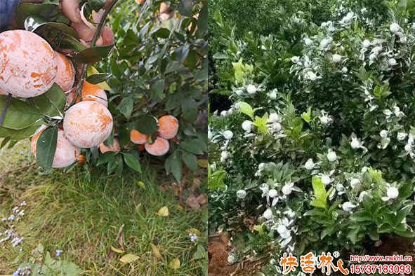 快活林柑橘防曬
